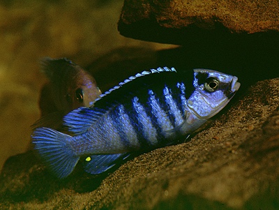 Labidochromis chisumulae 'Chizumulu Island'